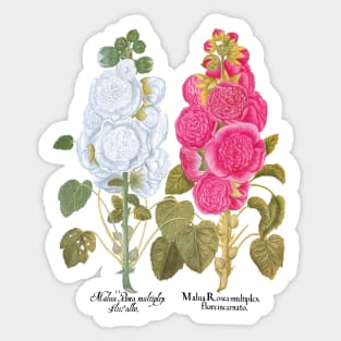 Hollyhocks by Basilius Besler Sticker